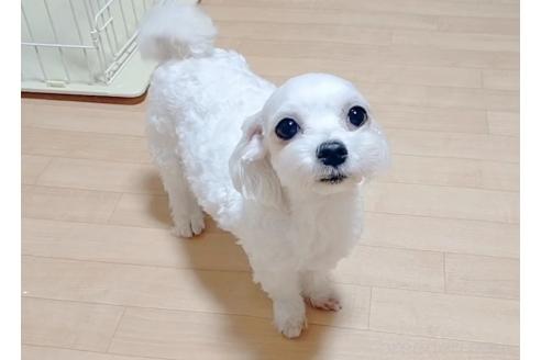 アイリちゃん1枚目