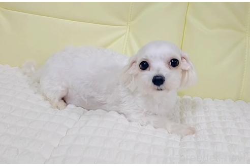 アイリちゃん1枚目