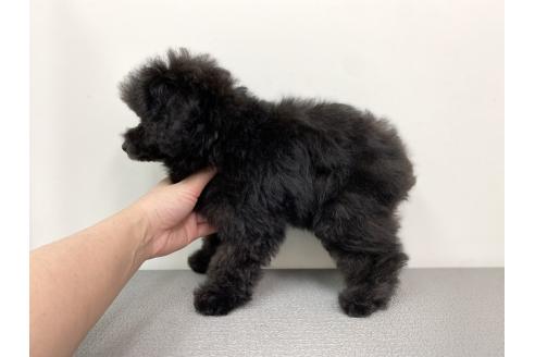 成約済の広島県のタイニープードル-378329の2枚目