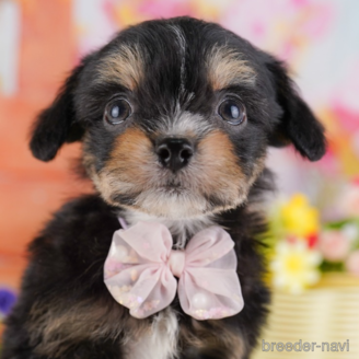 子犬
