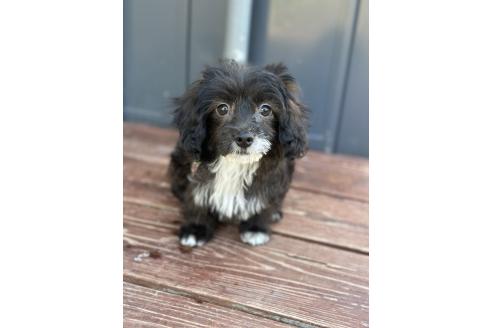 販売中の山口県のミックス犬-381603の6枚目