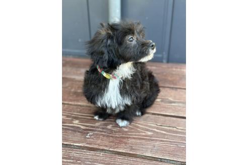 販売中の山口県のミックス犬-381603の5枚目