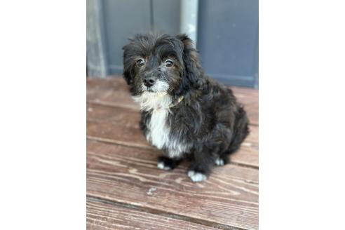 販売中の山口県のミックス犬-381603の4枚目