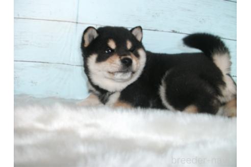 成約済の埼玉県の柴犬-381615の9枚目