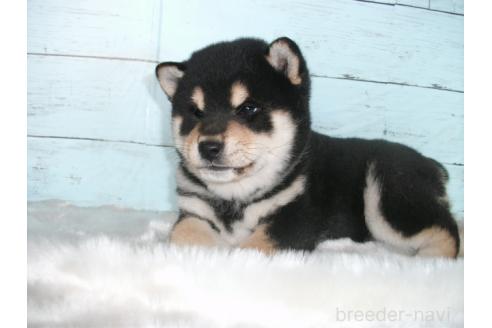 成約済の埼玉県の柴犬-381615の8枚目
