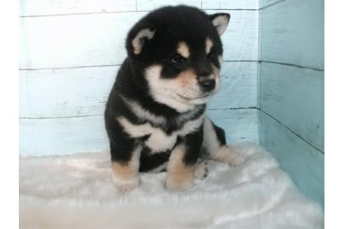 成約済の埼玉県の柴犬-381615の7枚目