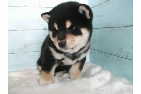成約済の埼玉県の柴犬-381615の6枚目