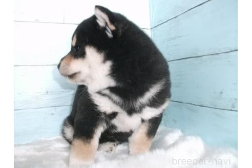 成約済の埼玉県の柴犬-381615の5枚目
