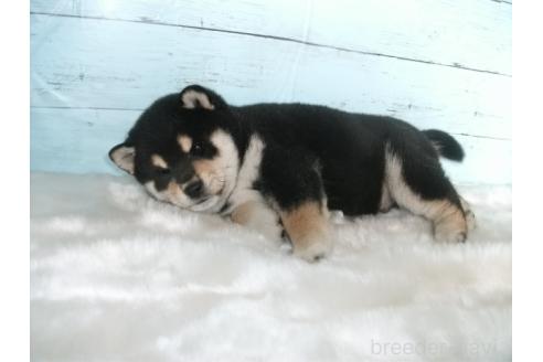 成約済の埼玉県の柴犬-381615の4枚目