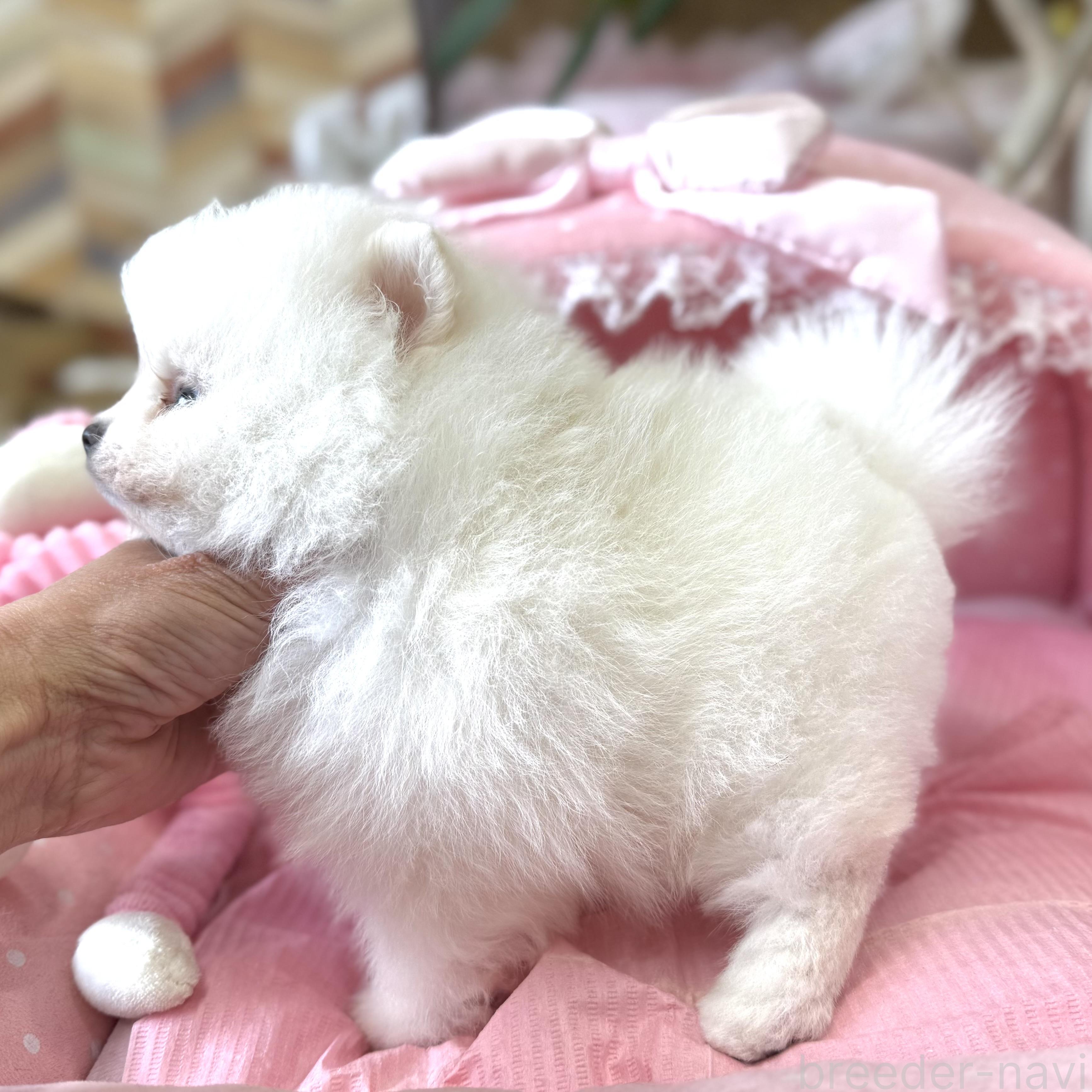 成約済の大阪府のポメラニアン-381871の8枚目
