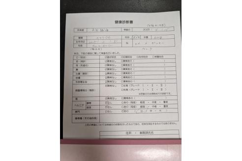 成約済の愛知県のチワワ(スムースコート)-381434の4枚目