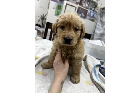 販売中の千葉県のゴールデンレトリーバー-381899の10枚目