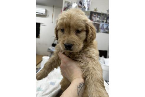 販売中の千葉県のゴールデンレトリーバー-381899の8枚目