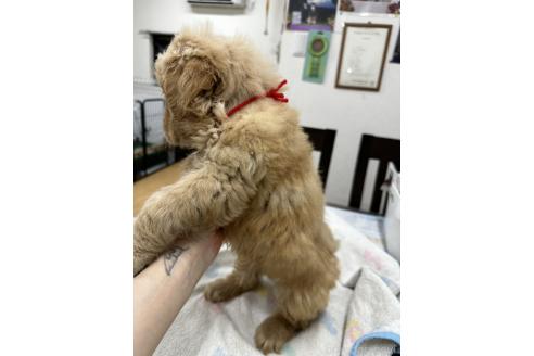 販売中の千葉県のゴールデンレトリーバー-381899の7枚目