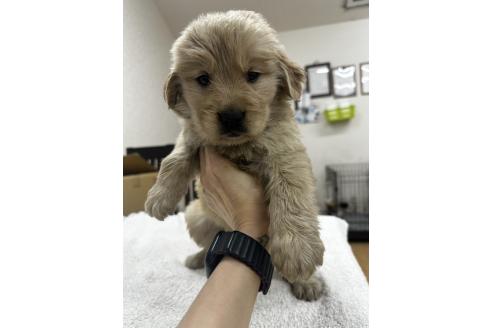 販売中の千葉県のゴールデンレトリーバー-381908