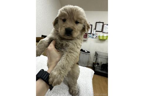 販売中の千葉県のゴールデンレトリーバー-381908の4枚目