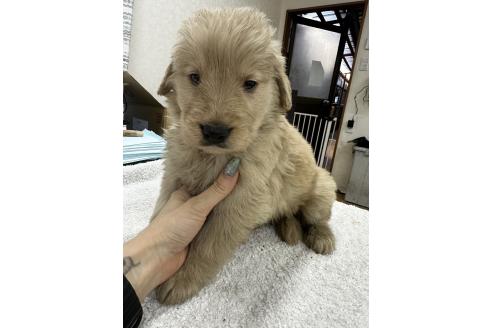 販売中の千葉県のゴールデンレトリーバー-381913の5枚目