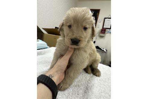 販売中の千葉県のゴールデンレトリーバー-381913