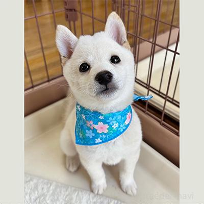 成約済の神奈川県の豆柴-381326の1枚目