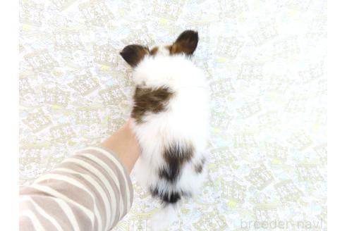成約済の千葉県のパピヨン-375181の5枚目