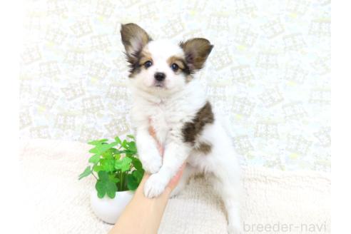 成約済の千葉県のパピヨン-375181の3枚目