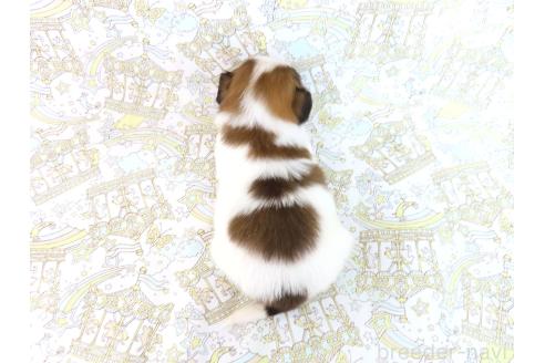 販売中の千葉県のパピヨン-381946の13枚目