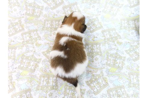 成約済の千葉県のパピヨン-381949の15枚目