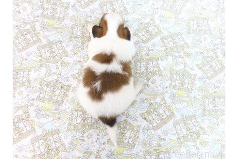 成約済の千葉県のパピヨン-381952の10枚目