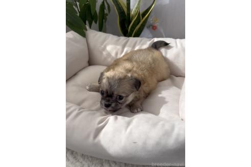 成約済の福岡県のポメプー:ポメラニアン×トイプードル-375109の4枚目