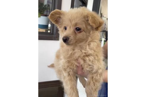 成約済の福岡県のポメプー:ポメラニアン×トイプードル-375109の3枚目