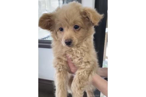 成約済の福岡県のポメプー:ポメラニアン×トイプードル-375109の2枚目