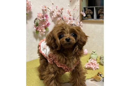 成約済の岡山県のティーカッププードル-369667の7枚目