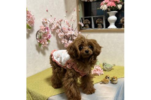 成約済の岡山県のティーカッププードル-369667の4枚目