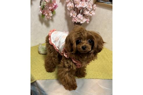 成約済の岡山県のティーカッププードル-369667の3枚目