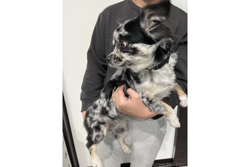 マブちゃん1枚目