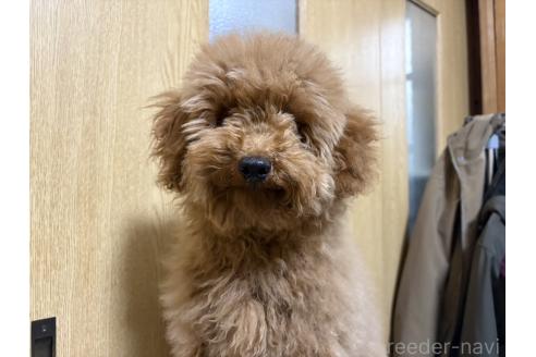 成約済の福岡県のタイニープードル-359391の2枚目