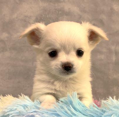 成約済の岡山県のチワワ(ロングコート)-382029の6枚目
