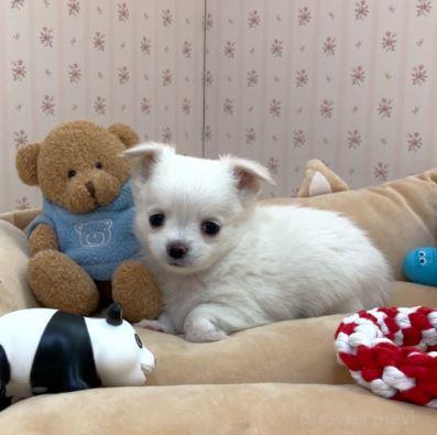 成約済の岡山県のチワワ(ロングコート)-382029の4枚目