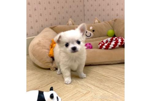 成約済の岡山県のチワワ(ロングコート)-382039の2枚目