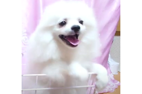 子犬