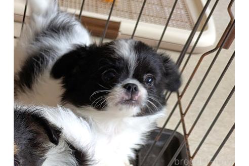 成約済の茨城県のミックス犬-377314の2枚目