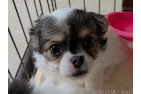 成約済の茨城県のミックス犬-377318の4枚目