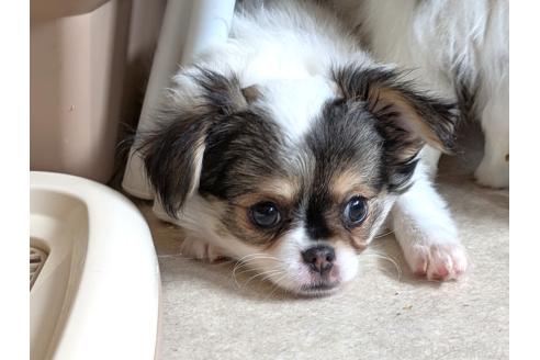 成約済の茨城県のミックス犬-377318の3枚目