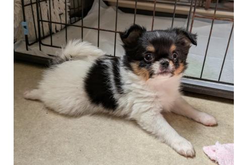 成約済の茨城県のミックス犬-377313の4枚目