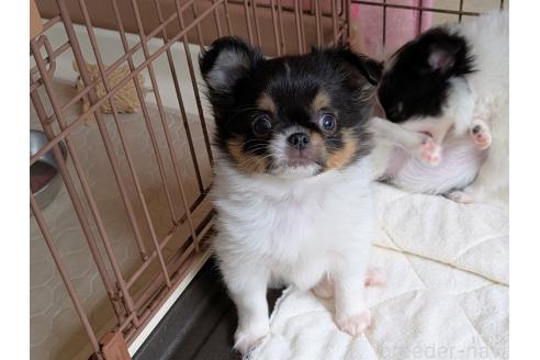 成約済の茨城県のミックス犬-377313の3枚目