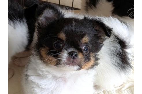 成約済の茨城県のミックス犬-377313の2枚目