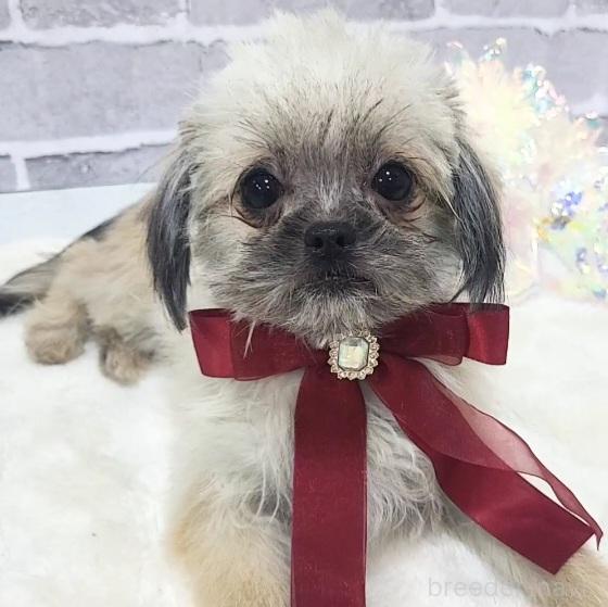 販売中の東京都のミックス犬-352609