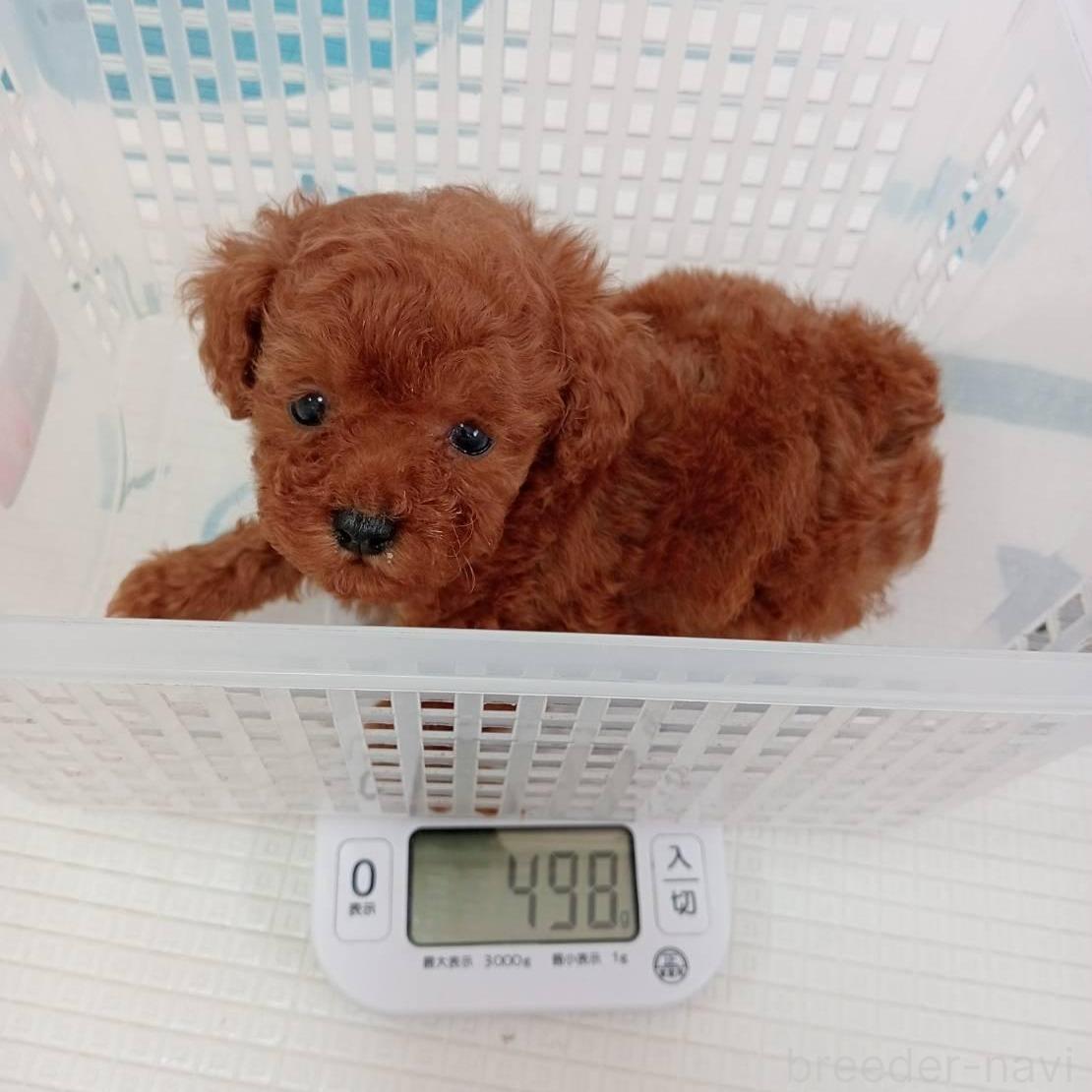 成約済の神奈川県のトイプードル-382114の2枚目