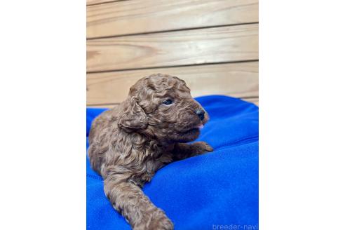 販売中の山口県のトイプードル-382119の21枚目
