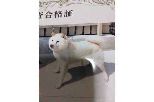 のの豆柴-